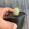 Euphorbia mammillaris f. variegata (Corn Cob)