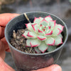 Echeveria Zaragoza 'Rosa'