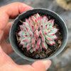 Echeveria Zaragoza 'Rosa'
