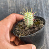 Euphorbia mammillaris f. variegata (Corn Cob)