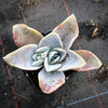 Echeveria 'Bambino'