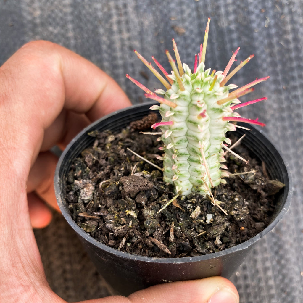 Euphorbia mammillaris f. variegata (Corn Cob)