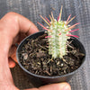 Euphorbia mammillaris f. variegata (Corn Cob)