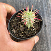Euphorbia mammillaris f. variegata (Corn Cob)