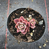 Sinocrassula indica (CLUSTER)