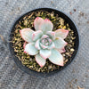 Echeveria 'Blue Bird'