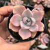 Graptoveria Mrs Richards Variegated