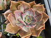 Echeveria 'Linda Jean' aka 'Rob Roy'