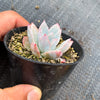 Echeveria 'Blue Bird'