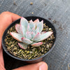 Echeveria 'Blue Bird'
