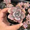 Graptoveria Mrs Richards Variegated