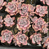 Graptoveria Mrs Richards Variegated