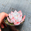 Echeveria 'Blue Bird'