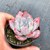 Echeveria 'Blue Bird'