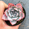 Echeveria 'Blue Bird'