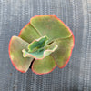 Echeveria 'Tutti Frutti'