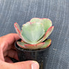Echeveria 'Tutti Frutti'