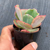 Echeveria 'Tutti Frutti'