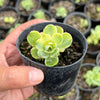 Greenovia Dodrentalis Variegated (w/pup)