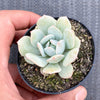 Echeveria Delulu (Ech. Derlu)