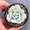 Echeveria Delulu (Ech. Derlu)