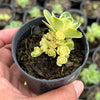 Greenovia Dodrentalis Variegated (w/pup)