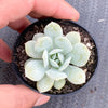 Echeveria Delulu (Ech. Derlu)