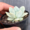 Echeveria Delulu (Ech. Derlu)