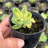 Greenovia Dodrentalis Variegated (w/pup)