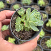 Greenovia Dodrentalis Variegated (w/pup)
