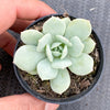 Echeveria Delulu (Ech. Derlu)