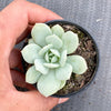Echeveria Delulu (Ech. Derlu)