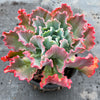 Echeveria 'Blue Curls'
