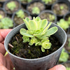 Greenovia Dodrentalis Variegated (w/pup)