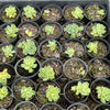 Greenovia Dodrentalis Variegated (w/pup)