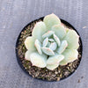 Echeveria Delulu (Ech. Derlu)