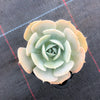 Echeveria 'Runyonii'