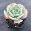 Echeveria 'Runyonii'