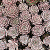 Echeveria 'Ppippi Saeu' - (aka. Ech. Pipi Prawn /Ech. Pipi Shrimp) - KRF