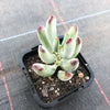 Cotyledon orbiculata var. oophylla minima