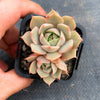 Echeveria 'Lily'