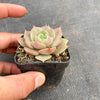 Echeveria 'Lily'
