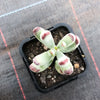 Cotyledon orbiculata var. oophylla minima