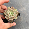 Echeveria 'Lily'
