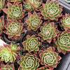 Echeveria agavoides 'Miranda'