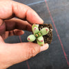 Crassula 'LUDRITS' (Crassula nudicaulis var. Herrei Hyb) (P/C)(w/pup)