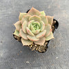 Echeveria 'Lily'