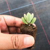 Crassula 'LUDRITS' (Crassula nudicaulis var. Herrei Hyb) (P/C)(w/pup)
