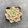 Echeveria 'Lily'