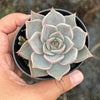 Echeveria 'Ppippi Saeu' - (aka. Ech. Pipi Prawn /Ech. Pipi Shrimp) - KRF